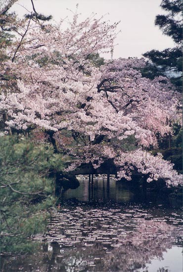Japan pond
